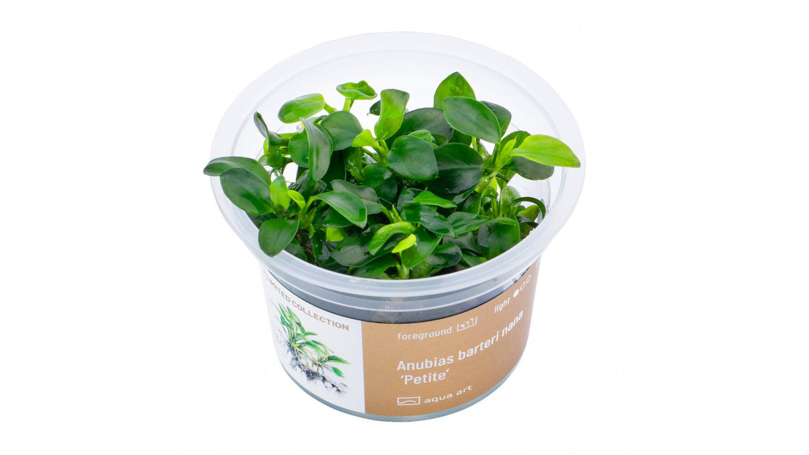 Anubias barteri nana ’Petite’ - InVitro