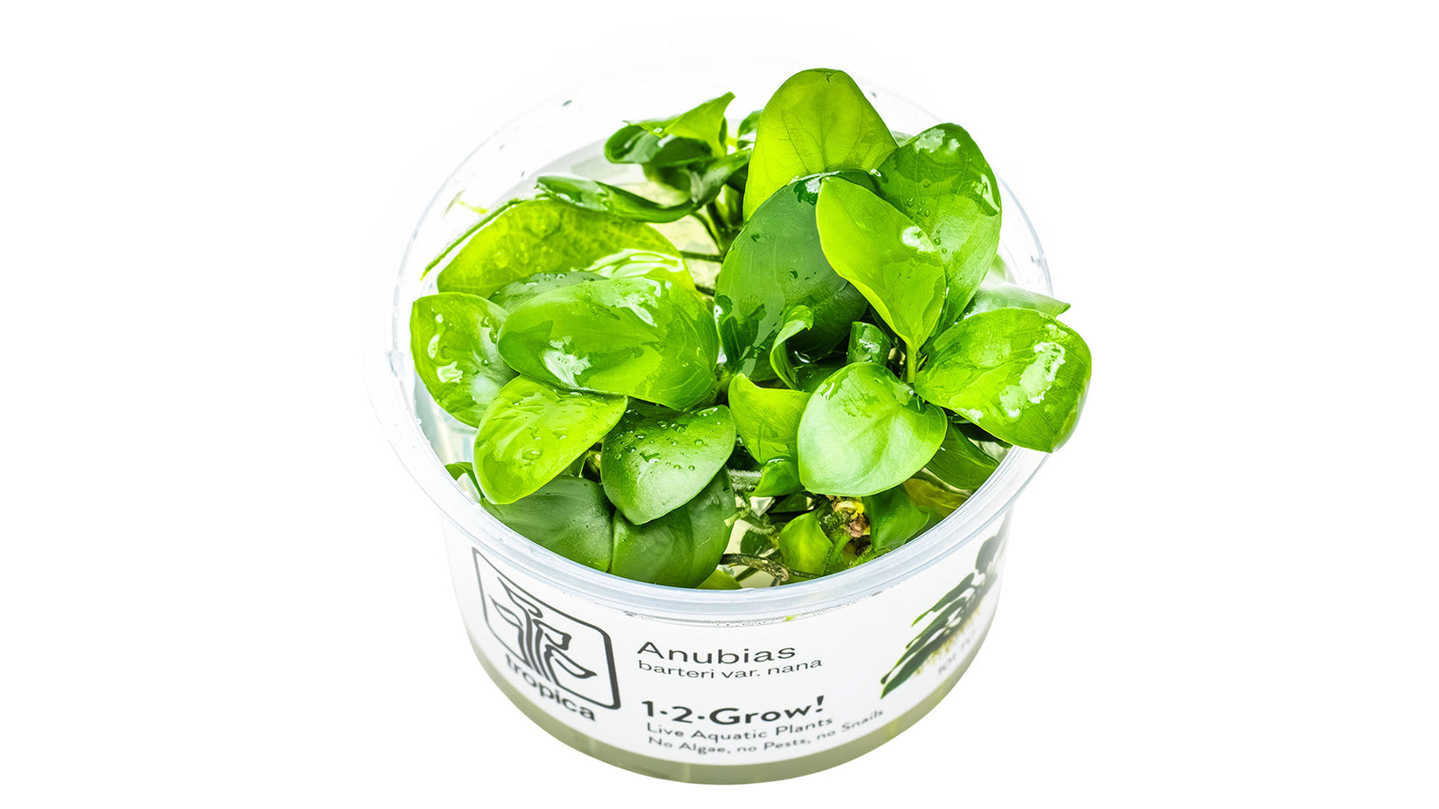 Anubias barteri nana