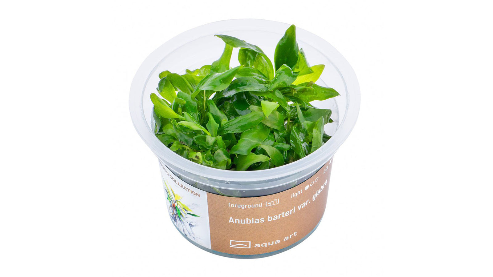 Anubias barteri var. Glabra  - InVitro