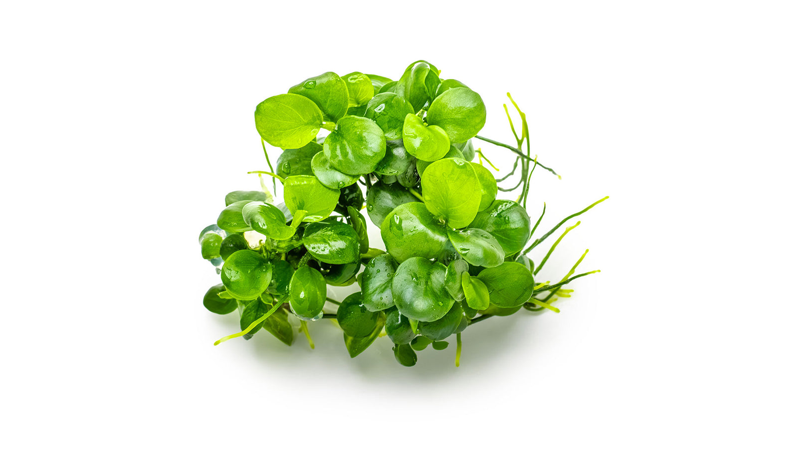 Anubias barteri var. nana 'Mini Coin'