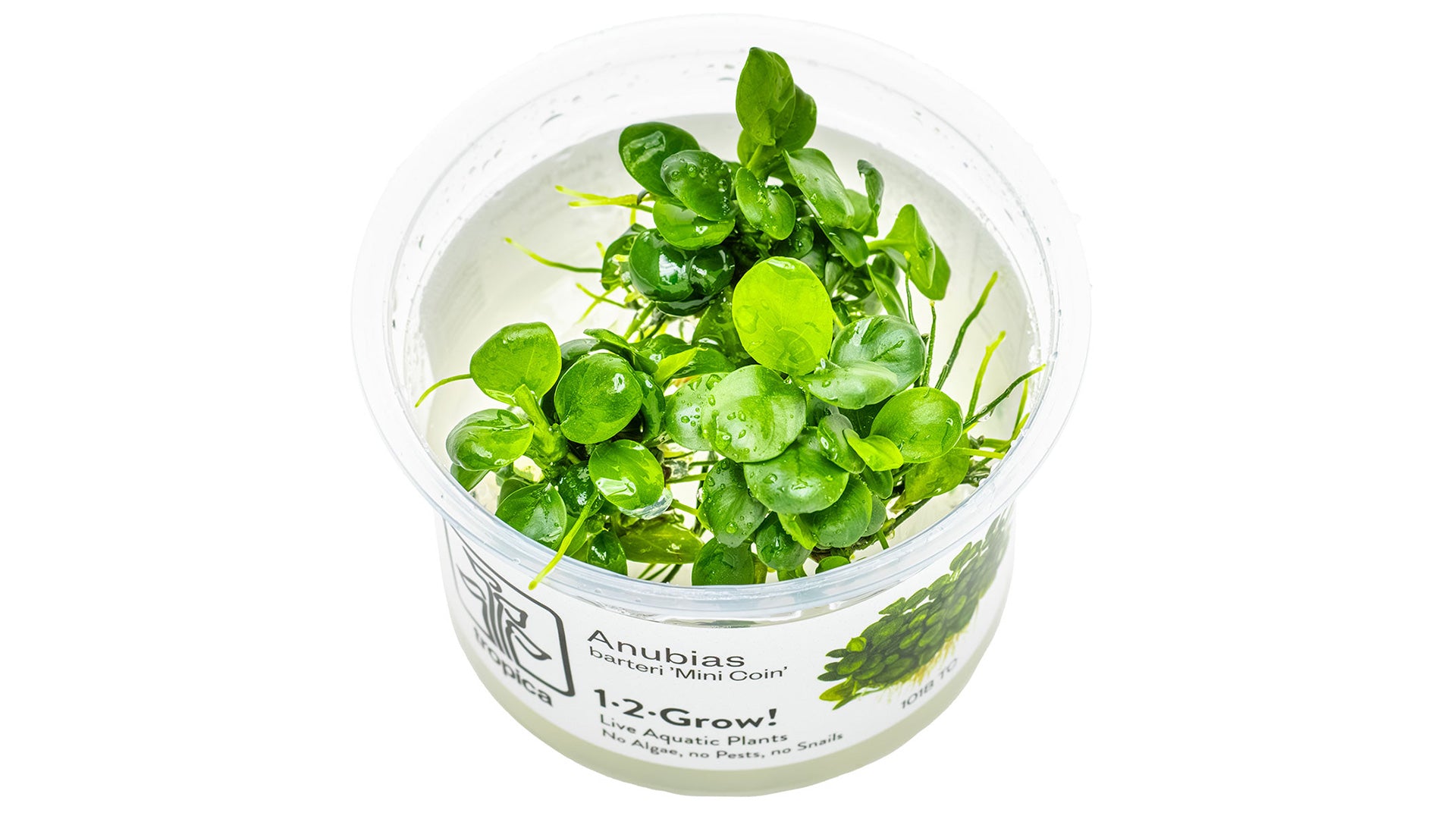 Anubias barteri var. nana 'Mini Coin'