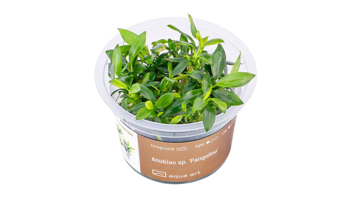 Anubias sp. ’Pangolino’ - InVitro