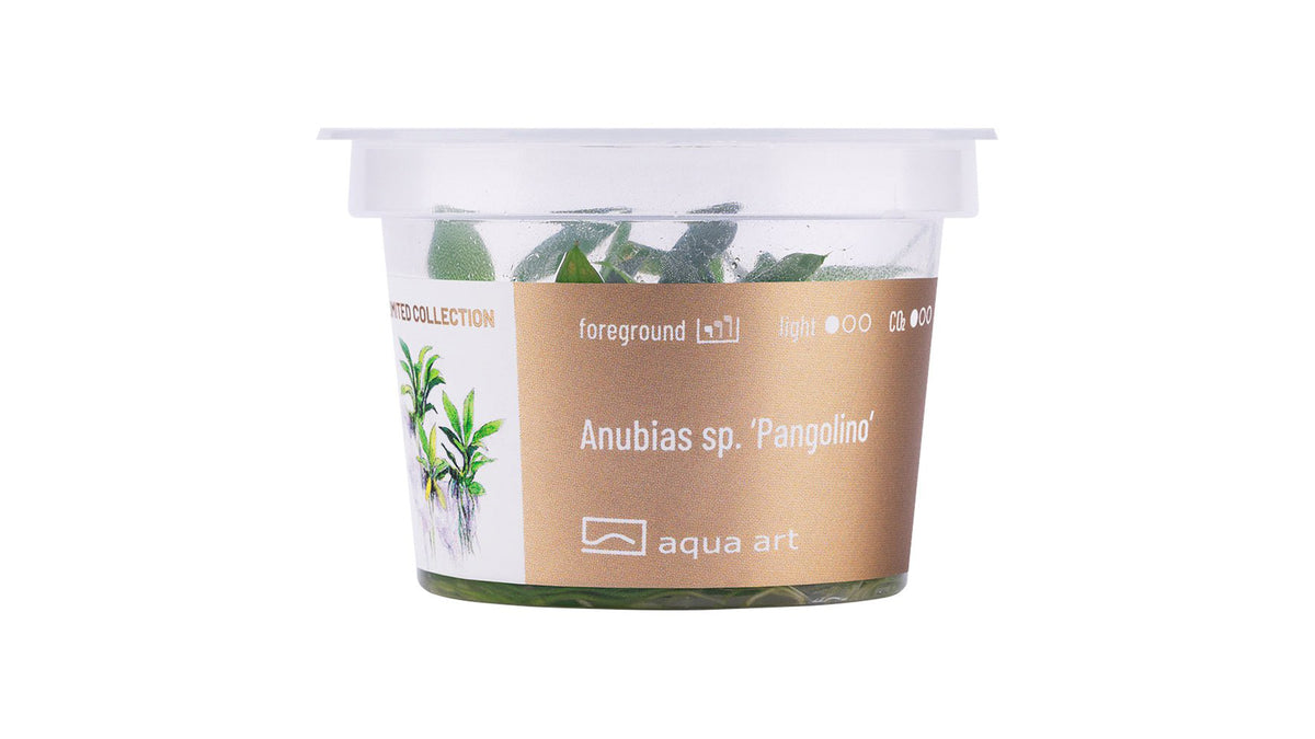 Anubias sp. ’Pangolino’ - InVitro