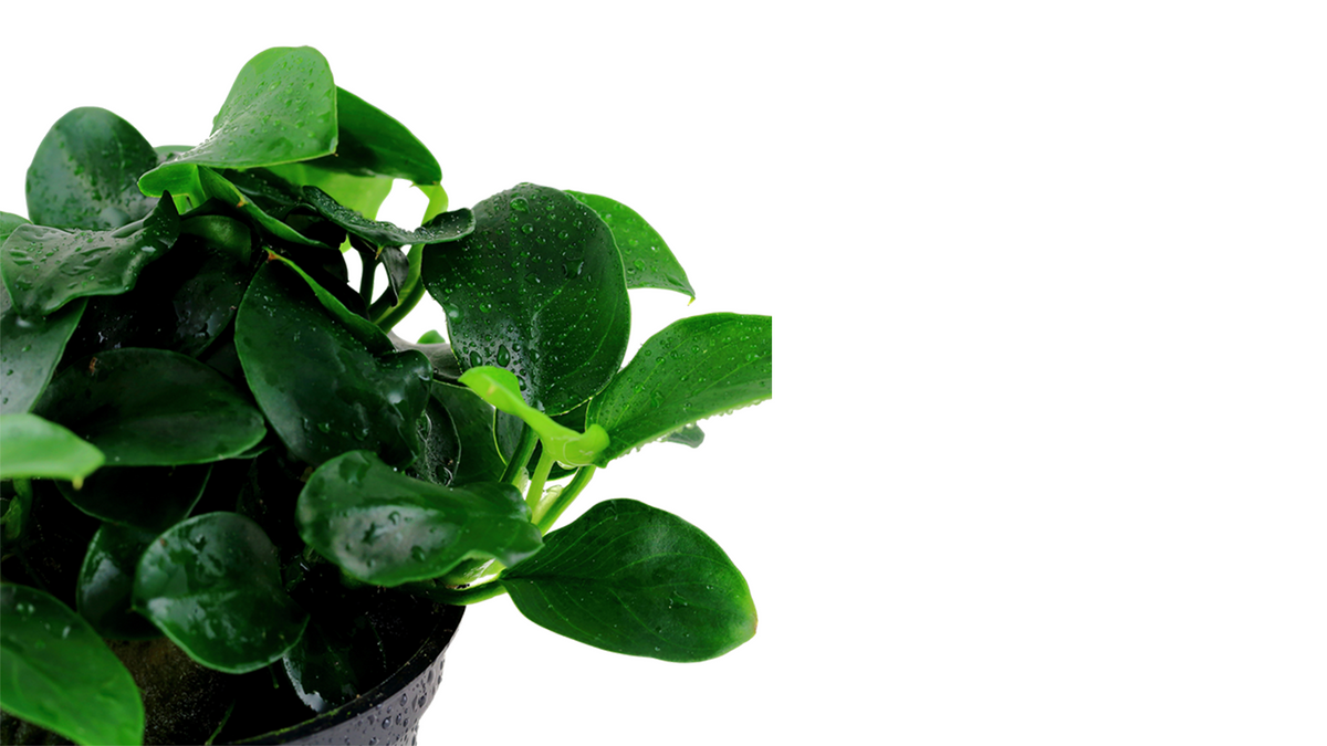 Anubias barteri 'Petite' - Tropica