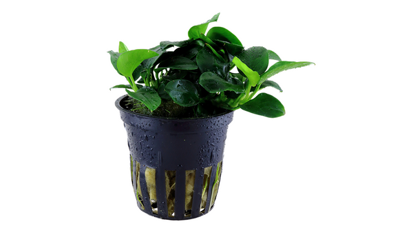 Anubias barteri 'Petite' - Tropica