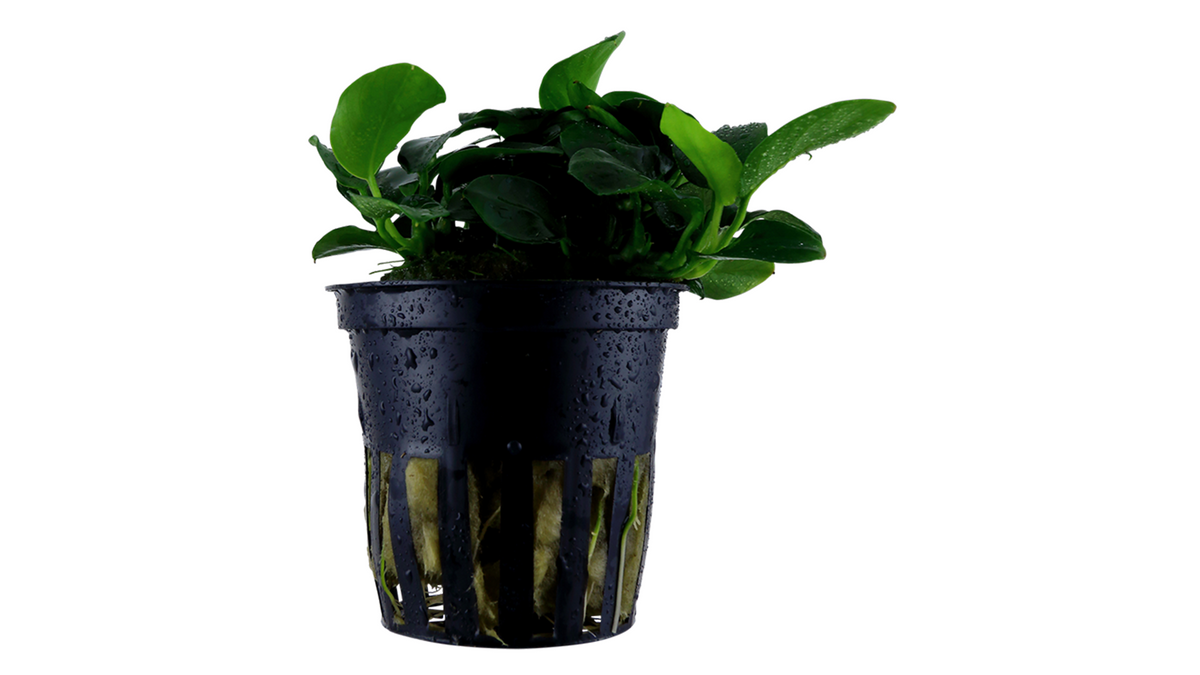 Anubias barteri 'Petite' - Tropica
