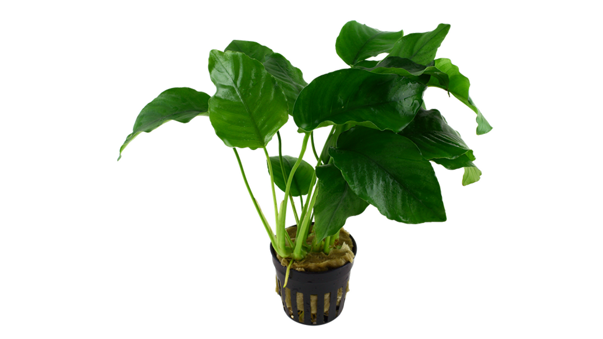 Anubias barteri var. barteri - Tropica