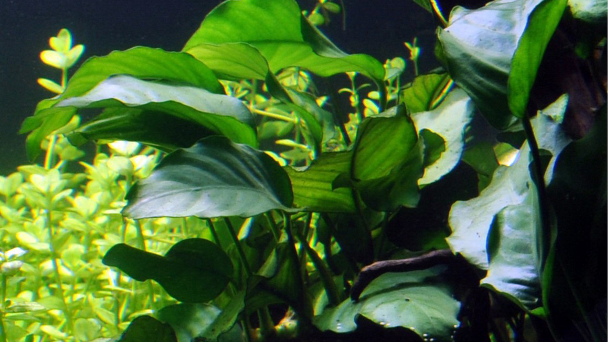 Anubias barteri var. barteri - Tropica