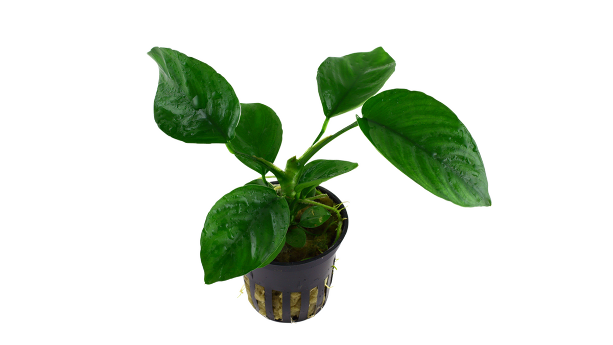 Anubias barteri var. caladiifolia - Tropica
