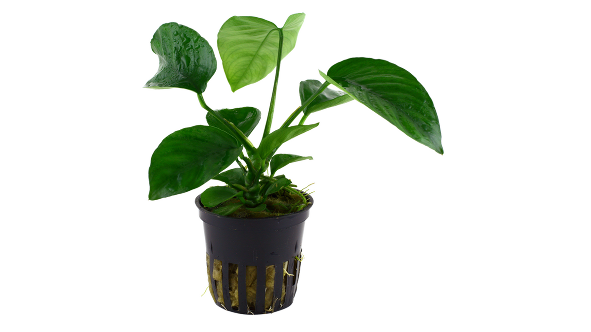 Anubias barteri var. caladiifolia - Tropica
