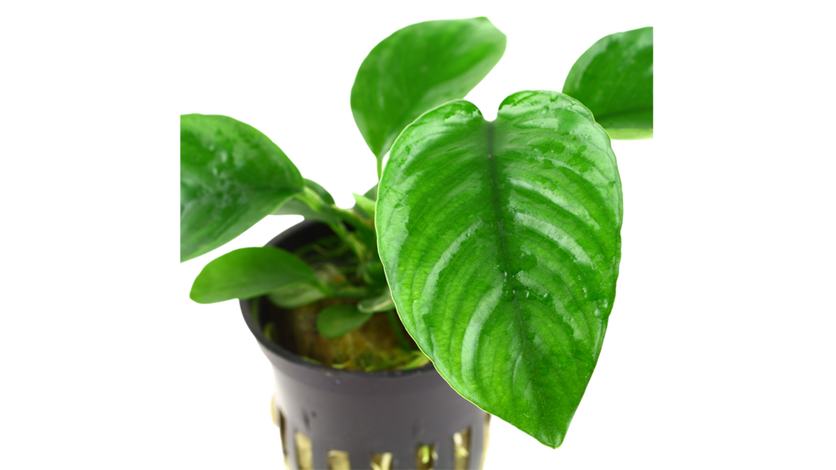 Anubias barteri var. caladiifolia - Tropica