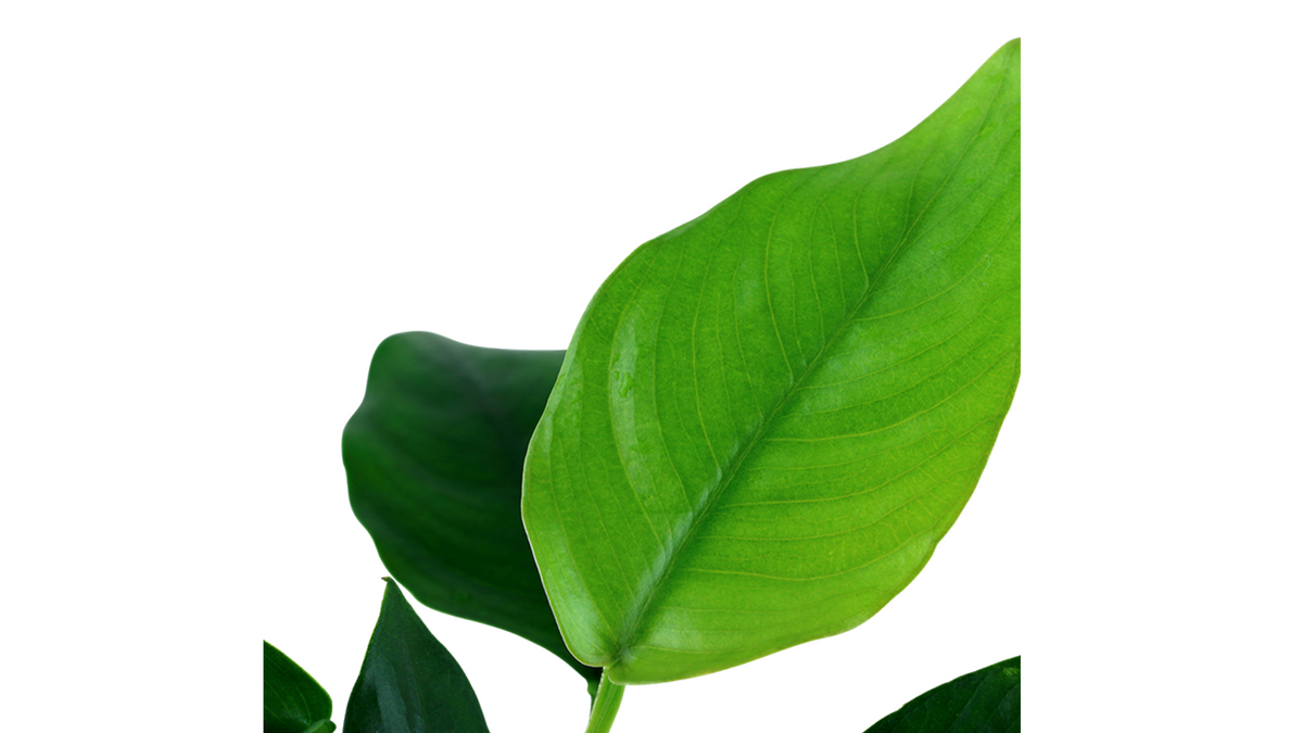 Anubias barteri var. nana - Tropica