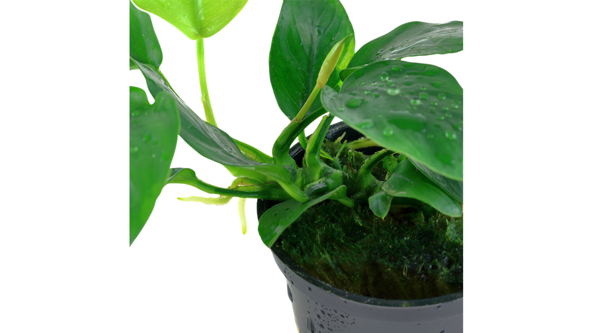 Anubias barteri var. nana - Tropica