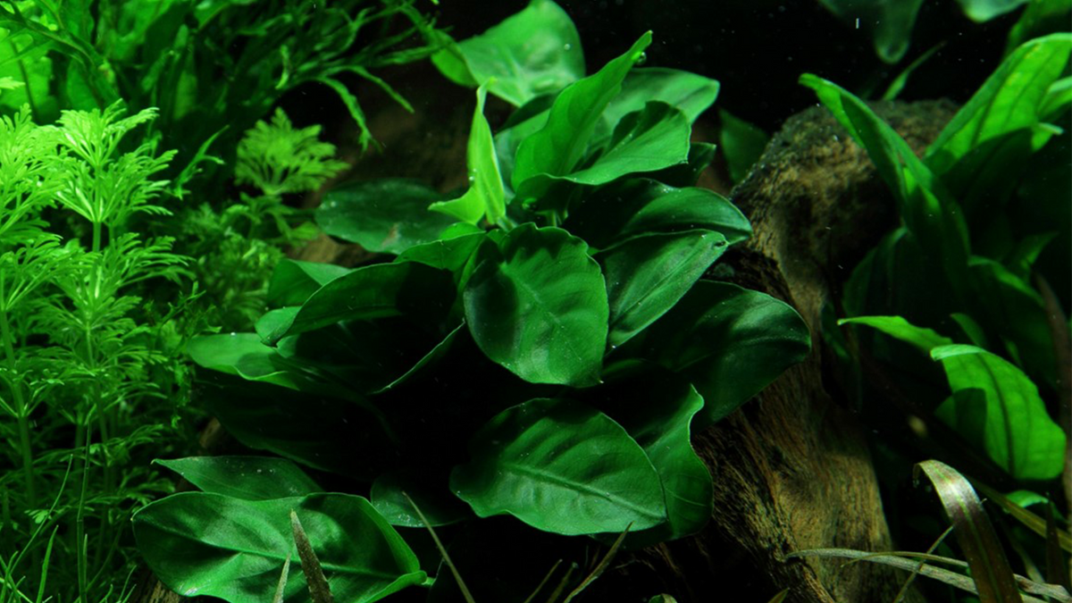 Anubias barteri var. nana - Tropica