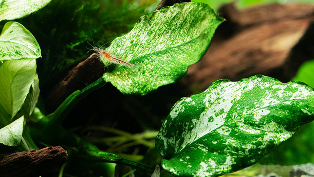 Anubias barteri var. nana ’Pinto’ - Tropica