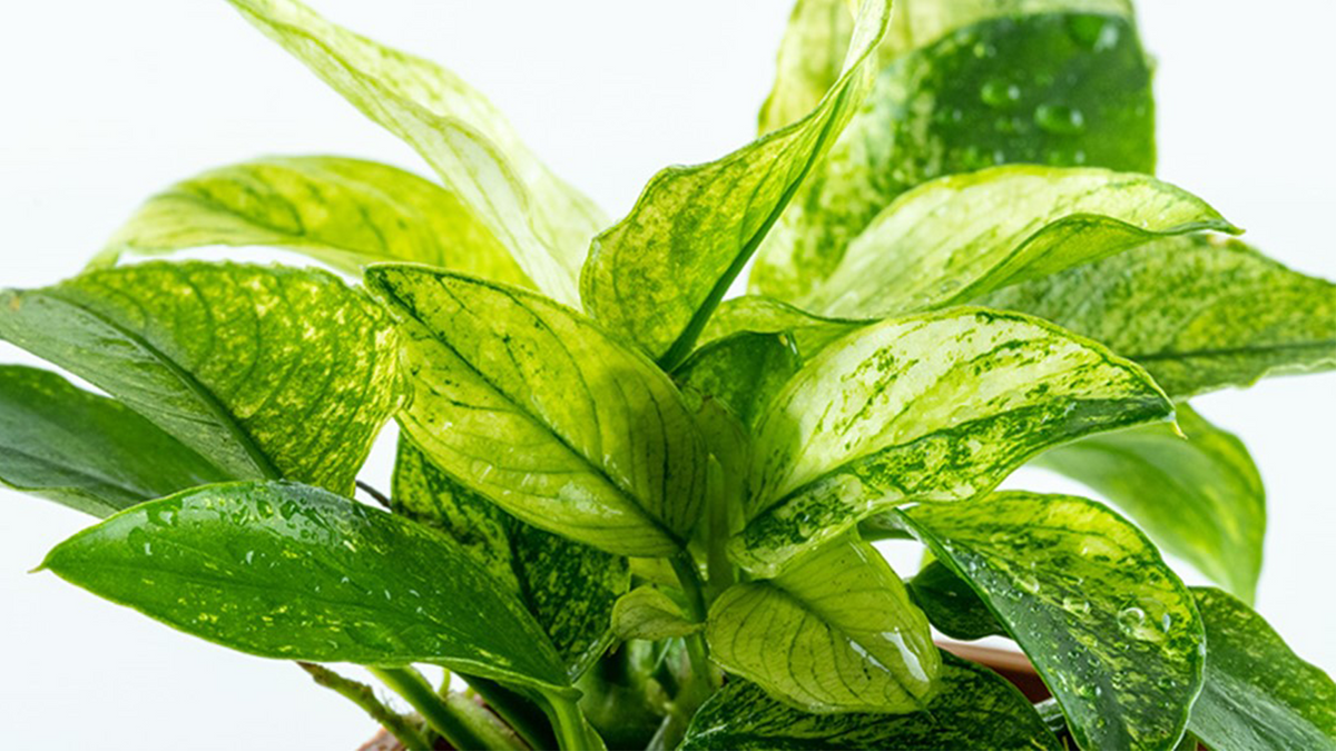 Anubias barteri var. nana ’Pinto’ - Tropica