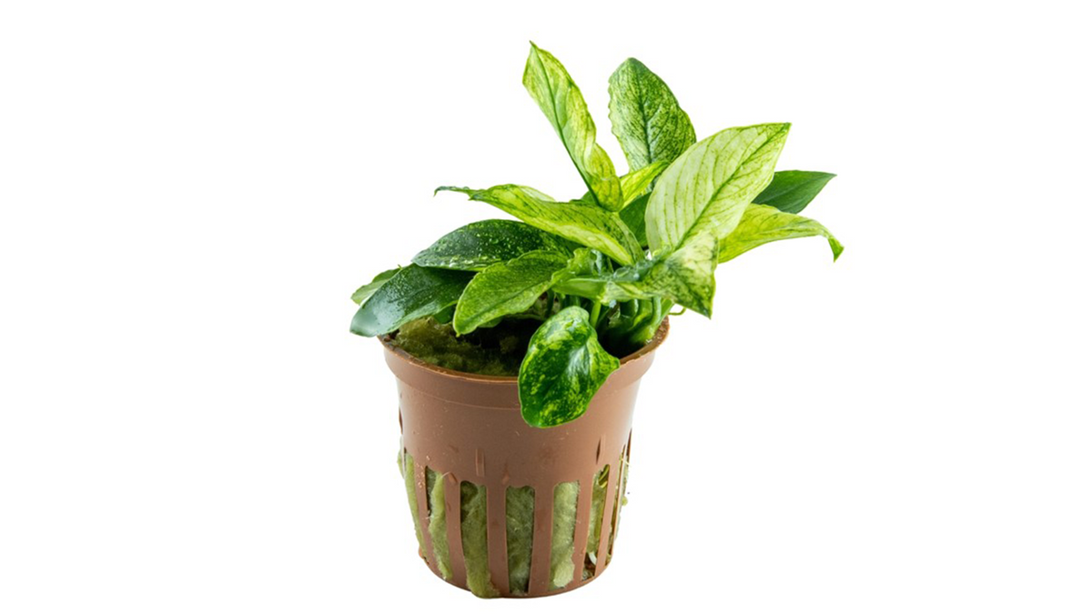 Anubias barteri var. nana ’Pinto’ - Tropica