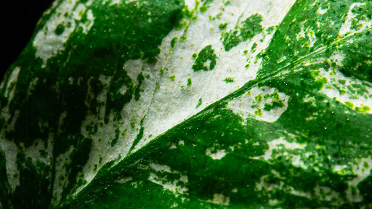 Anubias barteri var. nana ’Pinto’ - Tropica