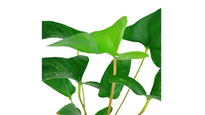 Anubias gracilis - Tropica