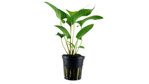 Anubias gracilis - Tropica