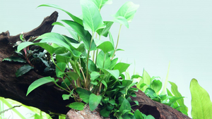 Anubias gracilis - Tropica