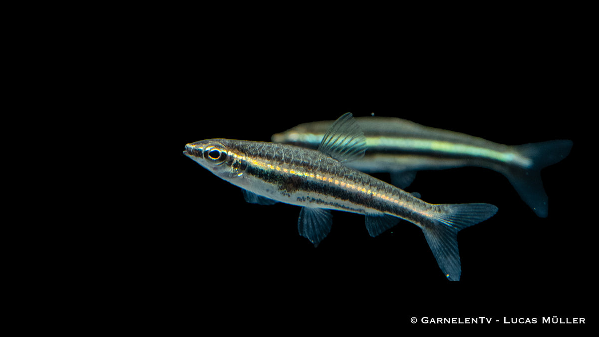 Aquarienfisch Dreibinden-Ziersalmler (Nannostomus trifasciatus)
