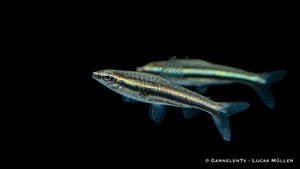 Aquarienfisch Dreibinden-Ziersalmler (Nannostomus trifasciatus)