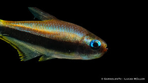 Aquarienfisch Kaisertetra Nematobrycon palmeri