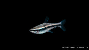 Aquarienfisch Längsband Ziersalmler (Nannostomus beckfordi)