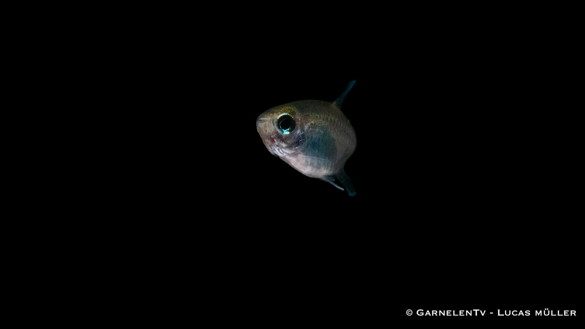 Aquarienfisch Schilfsalmler (Hyphessobrycon elachys)