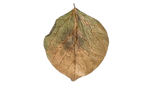 Dadap Leaves für Krebse, Schnecken und Saugwelse