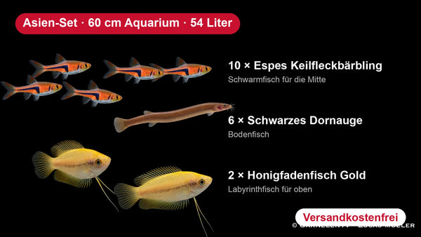 Asien-Set für 60 cm Aquarien (54 Liter) - 10 Keilfleckbärblinge, 6 Dornaugen, 2 Honigfadenfische