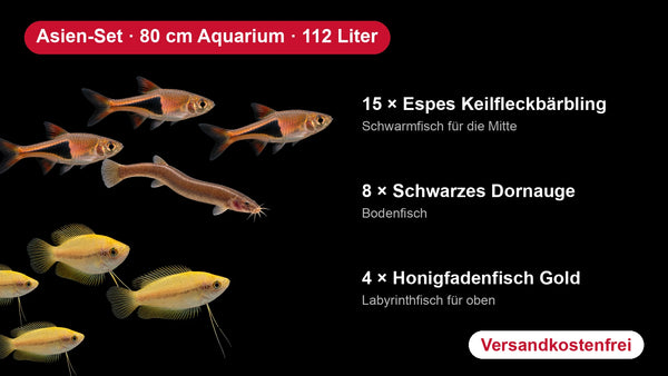 Asien-Set für 80 cm Aquarien (112 Liter) - 15 Keilfleckbärblinge, 8 Dornaugen, 4 Honigfadenfische