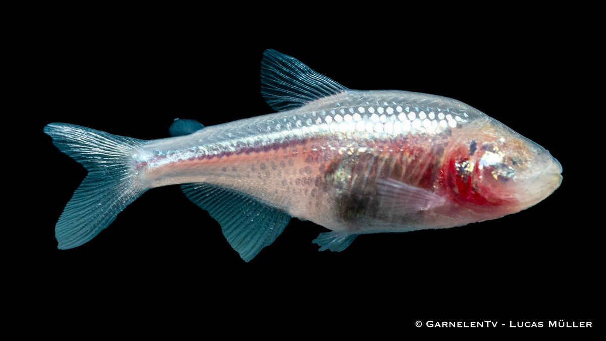 Astyanax jordai (fasciatus mexicanus) schwimmt im Dunkeln