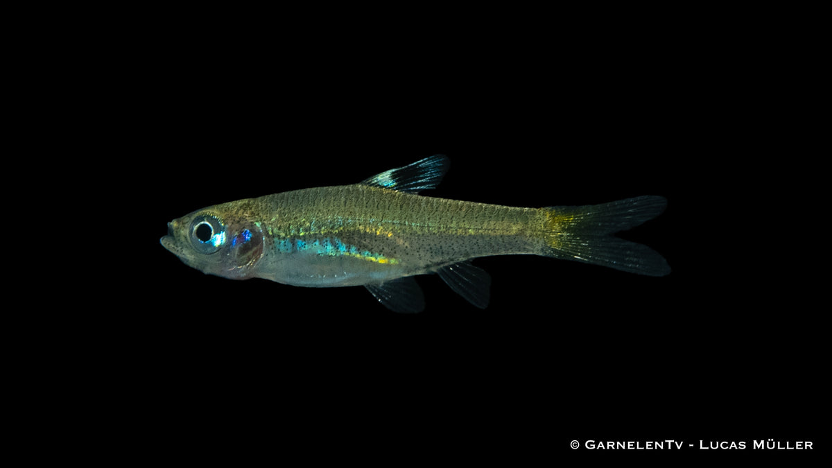 Augenfleckbärbling (Brevibora dorsiocellata) in aquarium
