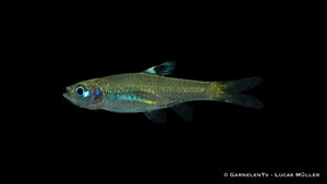 Augenfleckbärbling (Brevibora dorsiocellata) in aquarium
