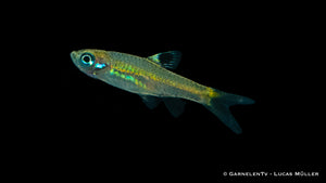 Augenfleckbärbling swimming with other fish in tank