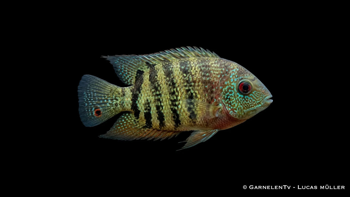 Augenfleckbuntbarsch Heros severum mit hoher Körperform und markanter Seitenzeichnung im Aquarium