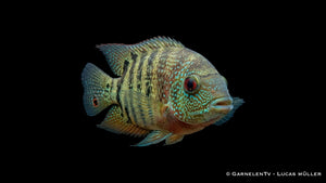 Augenfleckbuntbarsch im Aquarium mit kräftigem Körperbau, runder Silhouette und auffälliger Buntbarsch Zeichnung