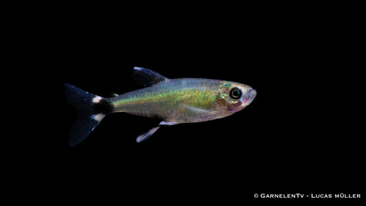 Augenflecksalmler - Aphyocharax paraguayensis