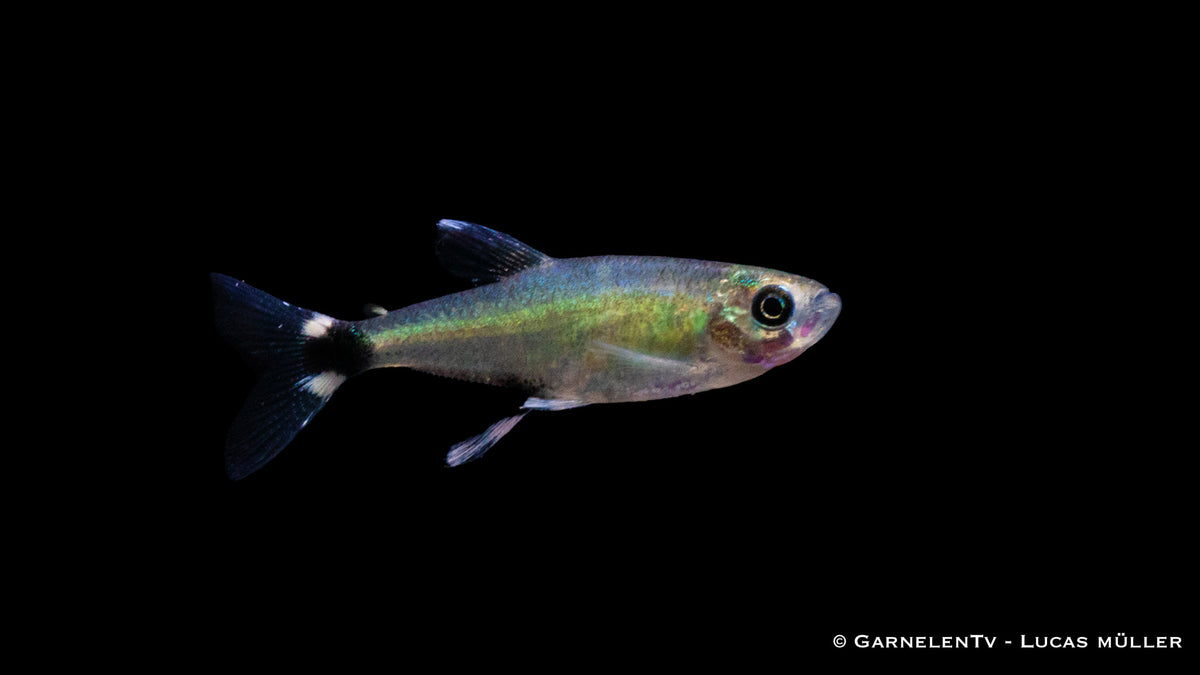 Augenflecksalmler - Aphyocharax paraguayensis