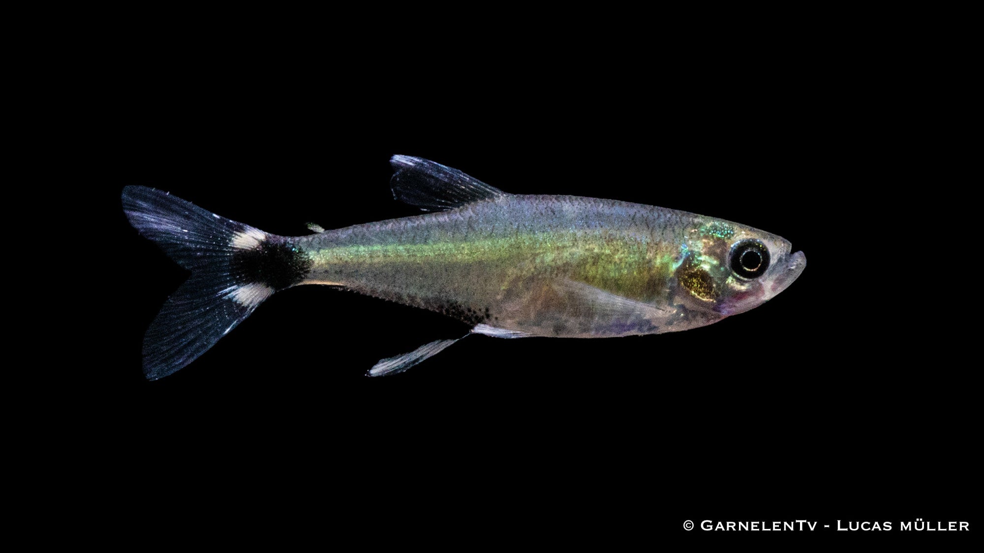 Augenflecksalmler - Aphyocharax paraguayensis