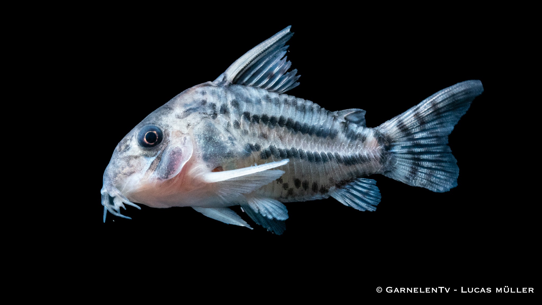 Augenstrichpanzerwels - Hoplisoma (Corydoras) schwartzi