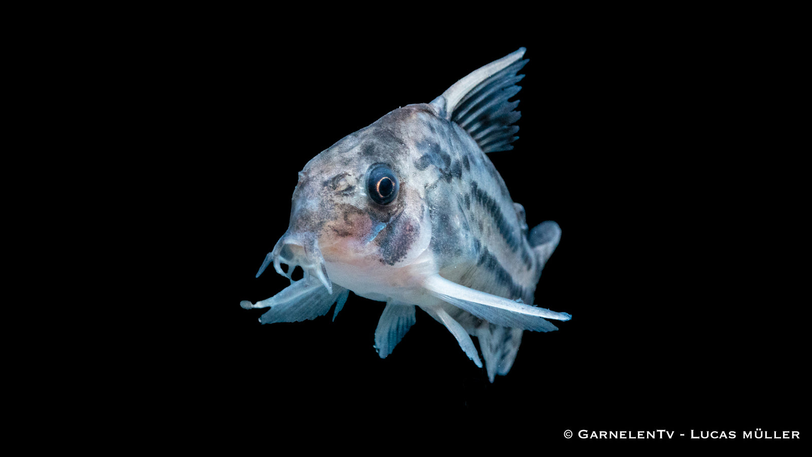 Augenstrichpanzerwels Corydoras schwartzi mit charakteristischem Streifen