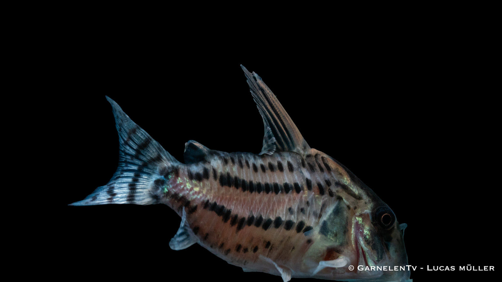 Augenstrichpanzerwels Corydoras schwartzi mit charakteristischem Streifen