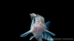 Augenstrichpanzerwels - Hoplisoma (Corydoras) schwartzi