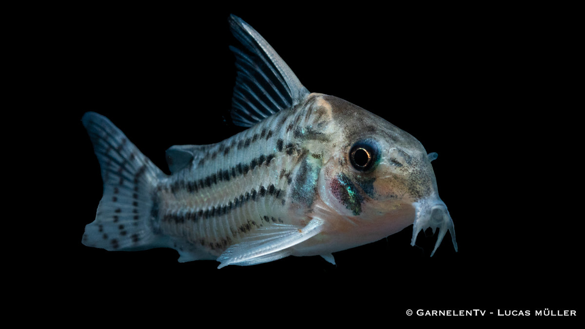 Augenstrichpanzerwels - Hoplisoma (Corydoras) schwartzi
