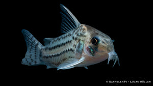 Augenstrichpanzerwels - Hoplisoma (Corydoras) schwartzi