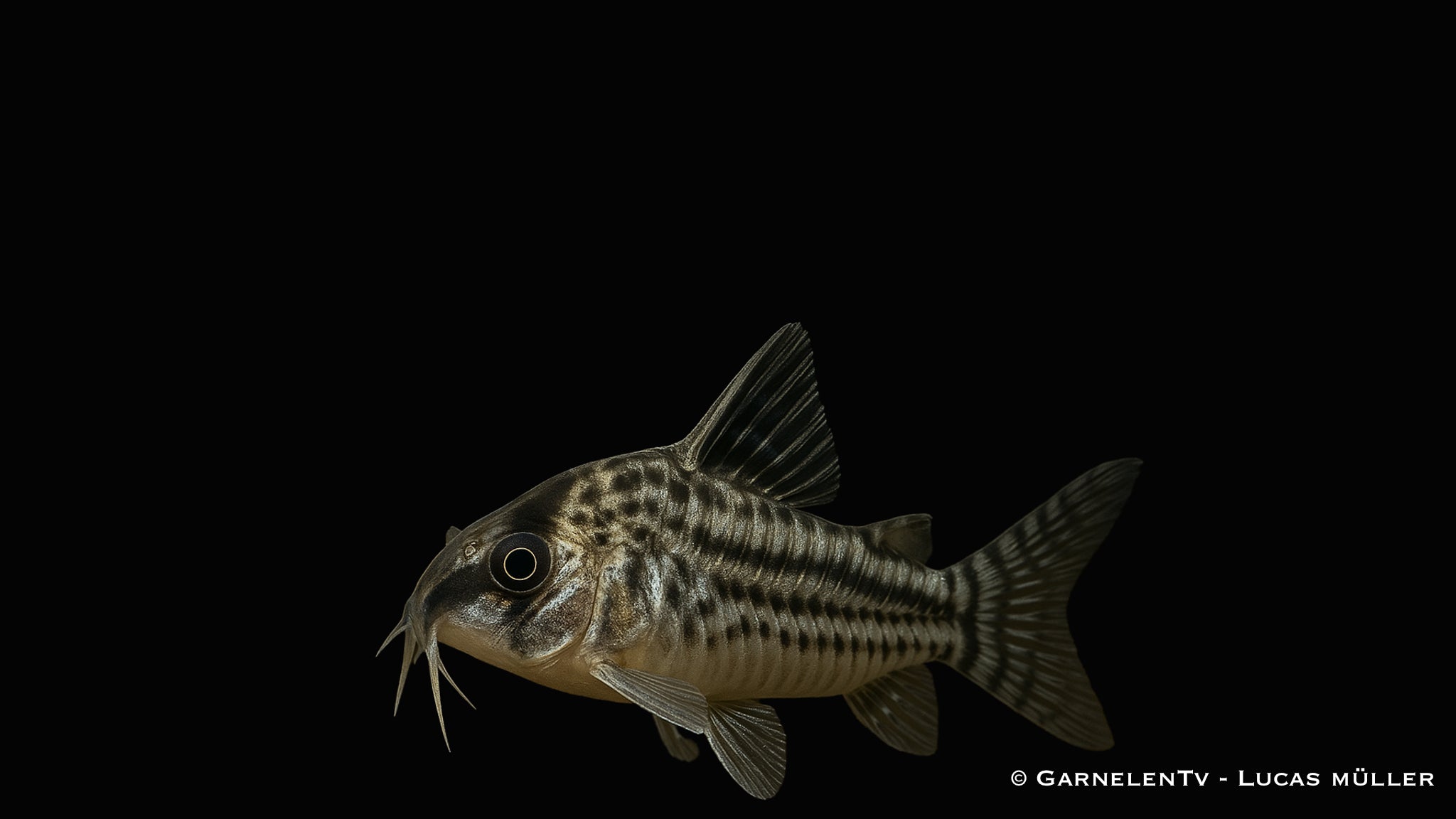 Augenstrichpanzerwels super CW28 - Corydoras schwartzii super (DNZ)