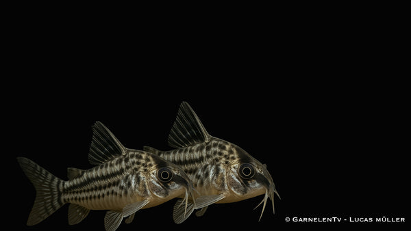 Augenstrichpanzerwels super CW28 - Corydoras schwartzii super (DNZ)
